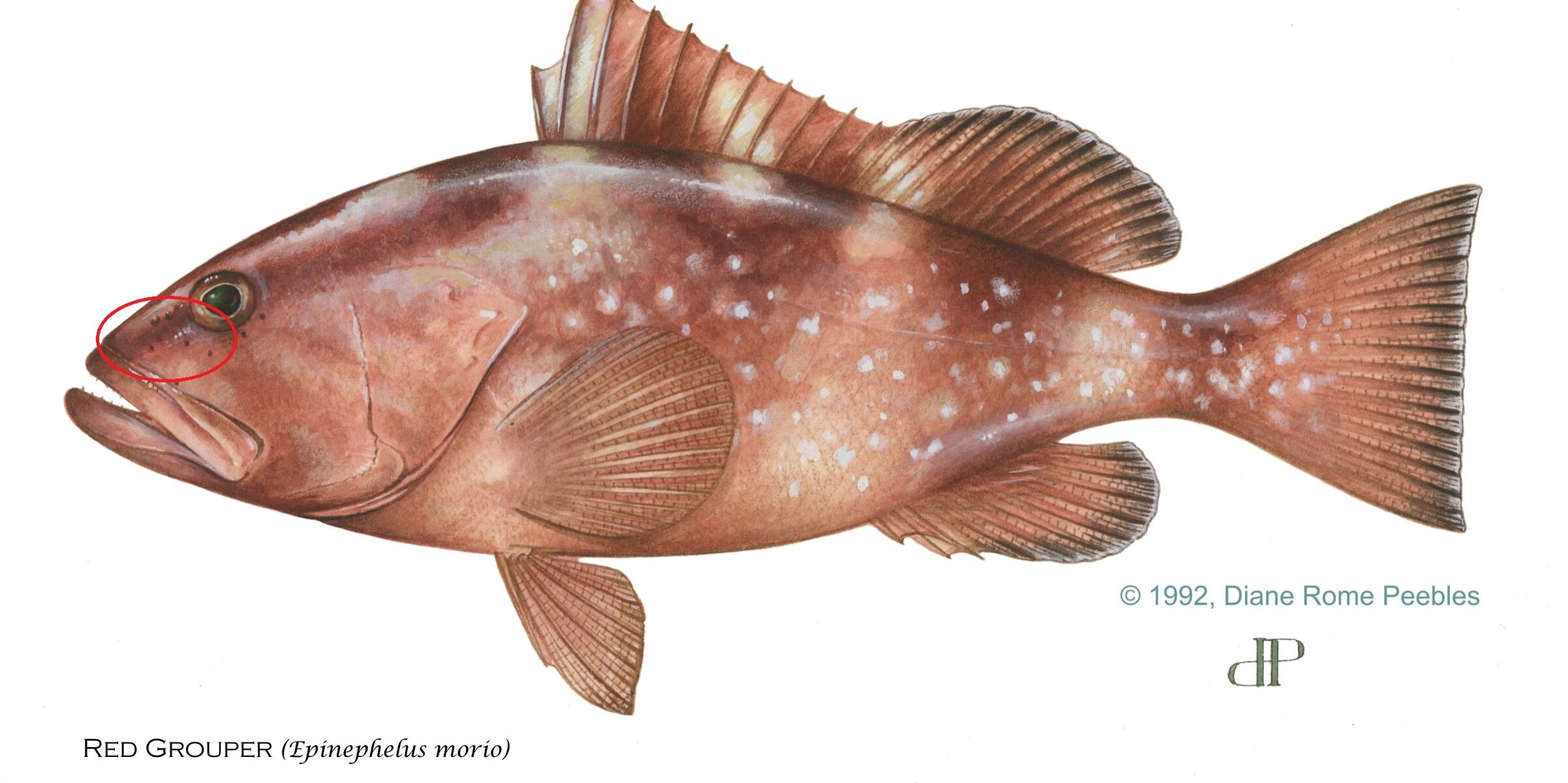 red-grouper-circle