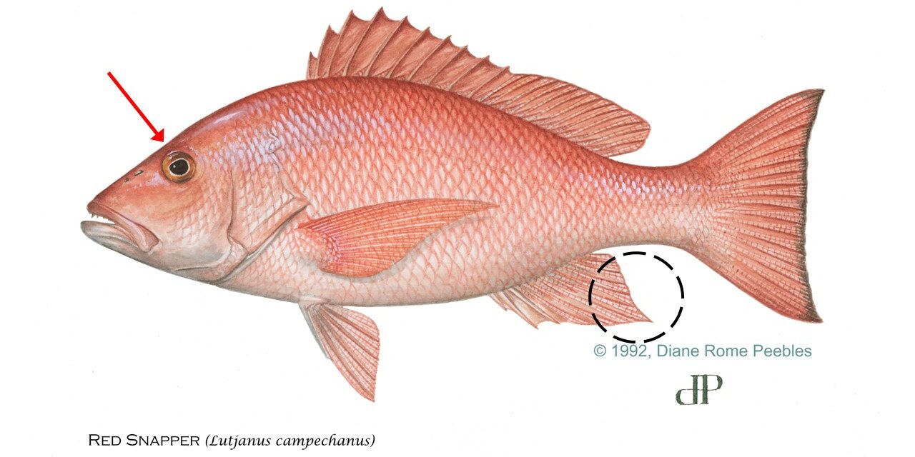 red-snapper-circle