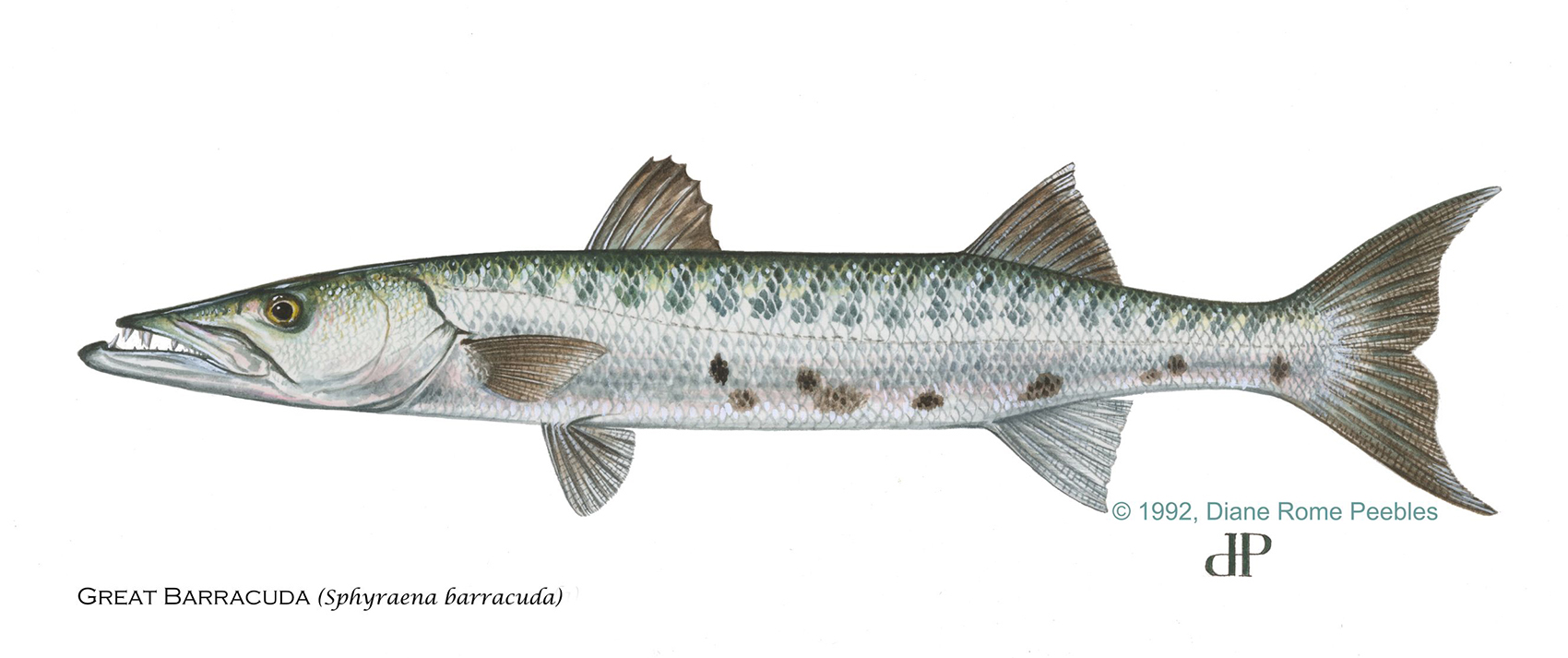 greatbarracuda