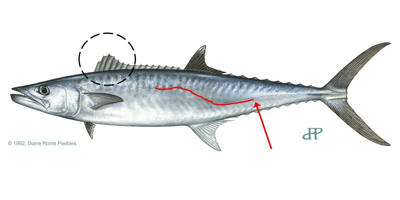 king-mackerel-line