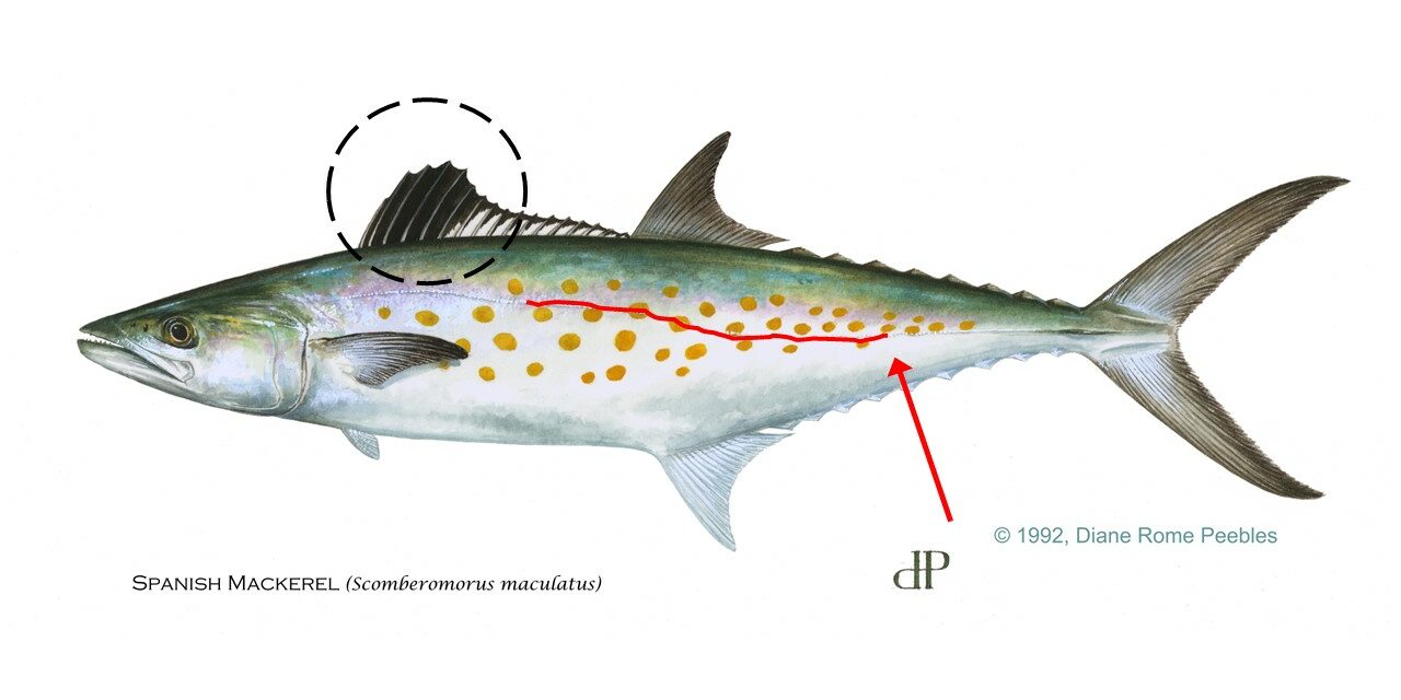 spanish-mackerel-line