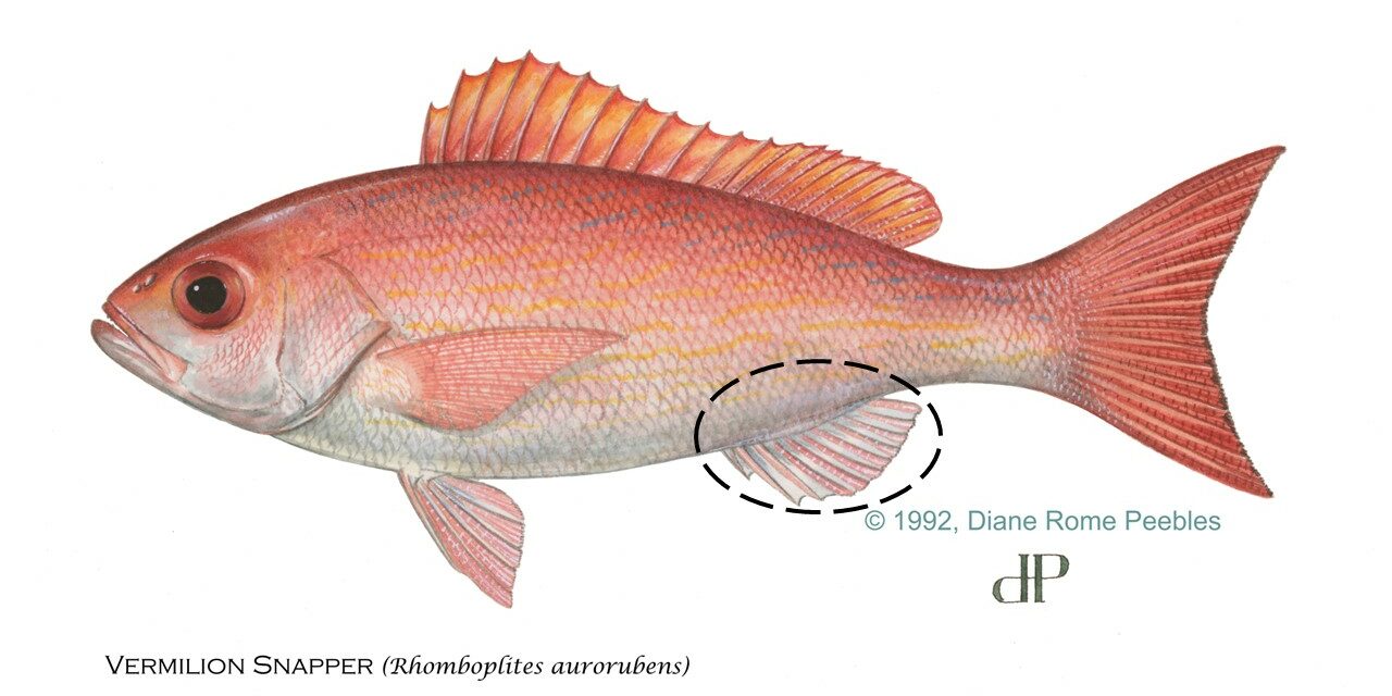 vermilion-snapper-circle